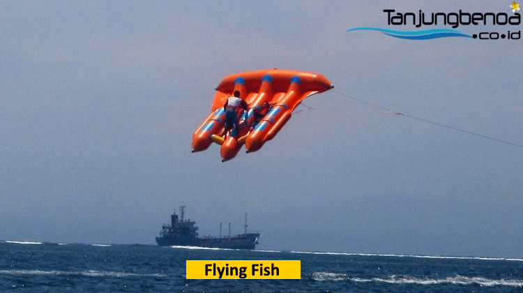 Flying Fish Bali