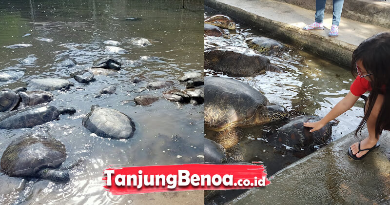 Pulau Penyu Tanjung Benoa