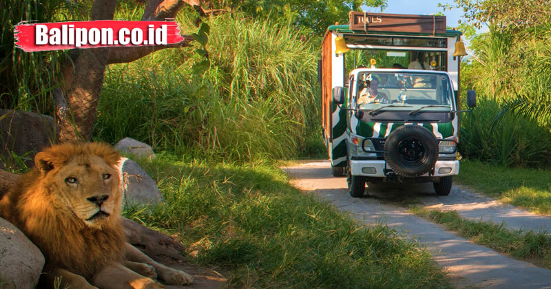 Tiket Promo Bali Safari Park – Cek Disini!