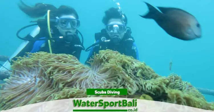 Scuba diving Bali